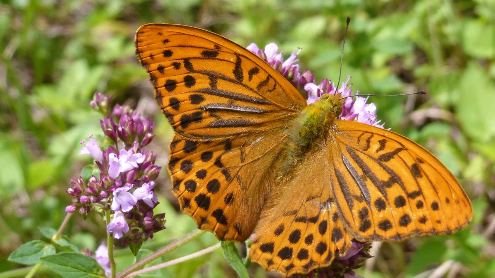 Bild eines Schmetterlings